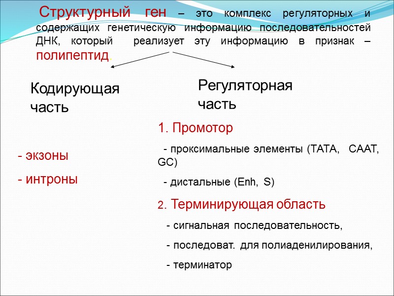 Структурный ген – это комплекс регуляторных и содержащих генетическую информацию последовательностей ДНК, который 